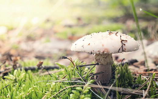 Mushroom Supplements