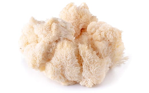 Lions Mane