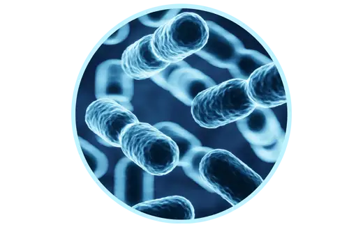 Probiotic Manufacturing